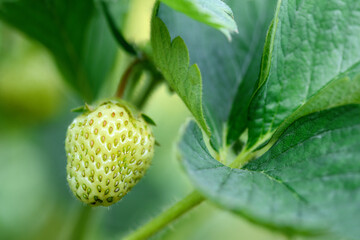Unripe green strawberries in the garden, close up. Harvesting concept