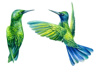 Fotobehang Kolibrie Zet kolibries op een afgelegen witte achtergrond, aquarel illustratie, exotische vogels