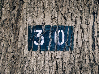 un numéro 30 peint sur l'écorce d'un arbre