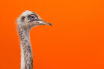 Portrait of an ostrich head profile.Bird ostrich with funny look on orange background.closeup.copy...