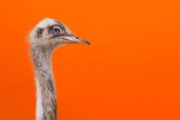 Tragetasche Portrait of an ostrich head profile.Bird ostrich with funny look on orange background.closeup.copy space. © ARVD73