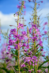 The cypress plant on the background of the blue sky. Purple flowers of ivan-tea on a blue background. Medicinal plant. Honey plant.
