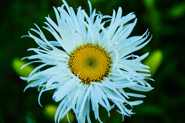 Summer meadow flower. Terry chamomile.