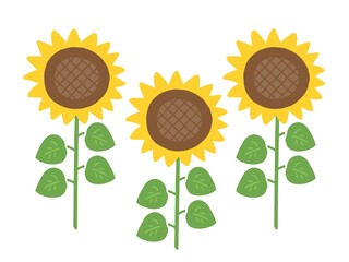 398 248 Plant Sunflower Nature Wall Murals Canvas Prints Stickers Wallsheaven