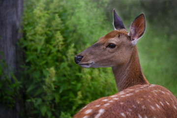 Young roe deer walking in the forest