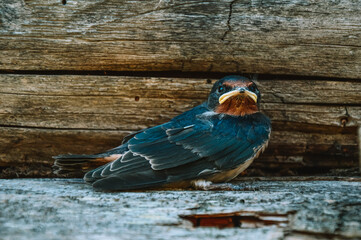 A swallow chick on a wooden background. A little swallow.