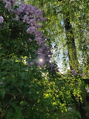 sun shining through the trees and blossom
