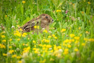 A brown hare with long ears hiding in fresh green grass and yellow flowers on a summer day in a meadow.