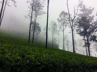 Obraz na płótnie Canvas Tea Planation in hill country on Sri Lanka