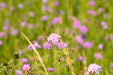 Flowers of Knautia close up on a meadow