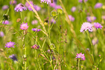 Flowers of Knautia close up on a meadow