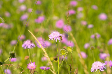 Obraz na płótnie Canvas Flowers of Knautia close up on a meadow