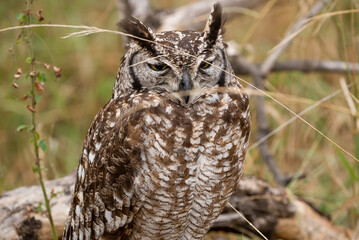 An Eagle Owl standing on a fallen branch in long grass.