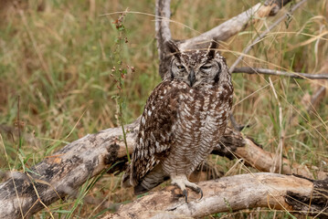 An Eagle Owl standing on a fallen tree branch.