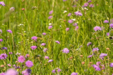 Flowers of Knautia close up on a meadow
