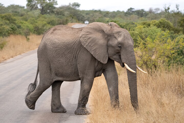 An African elephant walking across a road into the bush.