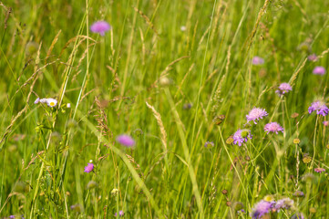 Flowers of Knautia close up on a meadow