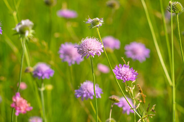 Flowers of Knautia close up on a meadow