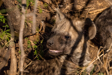 A spotted hyena pup lying and waiting in the African bush for its mother.
