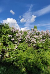 blue sky, clouds and lilac tree