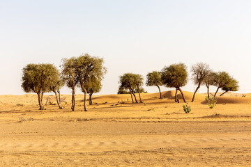 Naklejka na ściany i meble The Ghaf Tree (Prosopis cineraria) forest in barren desert landscape. National tree of United Arab Emirates..