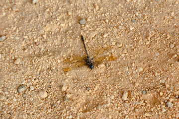 Animals deserve more than humans