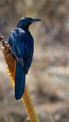 red-winged starling on an aloe