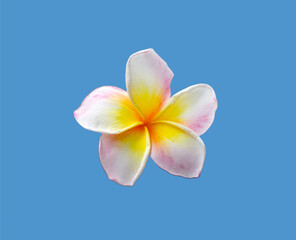 Beautiful White, Yellow, and Pink Adenium Flower Isolated on Blue Background.
