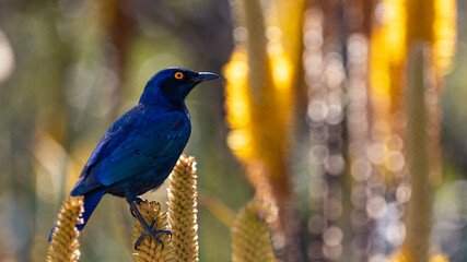 cape starling on an aloe