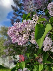 lilac flowers and a blue sky