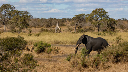 Fototapeta premium Elephant bull walking past a pride of lions