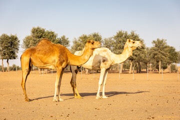 Two dromedary camels (Camelus dromedarius) standing on sand in a desert farm, with ghaf forest in...