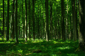 Las drzewa puszcza park krajobraz gęsty stary zielony zieleń cień światło naturalny buk - obrazy, fototapety, plakaty