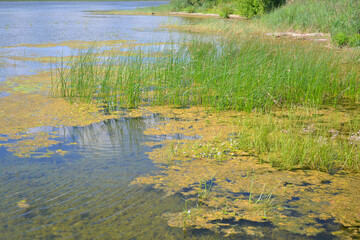 Stagnant bog lake with clear water in sunny summer day. Landscape. Beautiful wallpaper. Horizontal view 