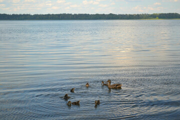 Duck family with ducklings floating in the lake.  Beautiful landscape with horizon. 