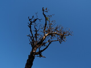 tree in the sky