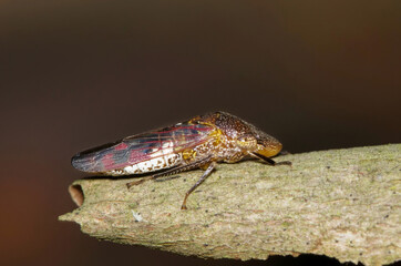 Glassy-Winged Sharpshooter (Homalodisca vitripennis) ventral view resting on bark from a Crepe Myrtle tree in Houston, TX.
