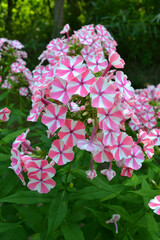 Pink-white phlox flowers. Closeup. Gardening.