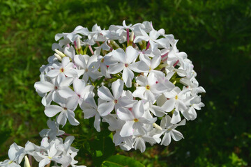 White phlox flowers. Closeup. Gardening. 