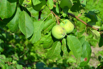 Green apples on apple-tree. Gardening. Closeup 