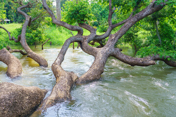 Samanea saman tree in river stream at autumn forest