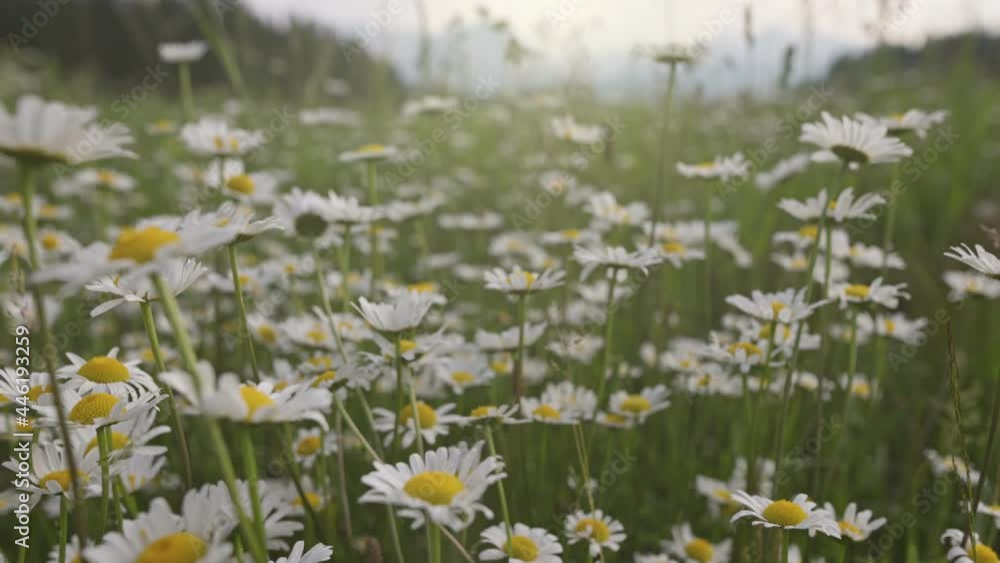 Poster camera moves through meadow overgrown with white daisies that sway in the wind. alpine meadows full 
