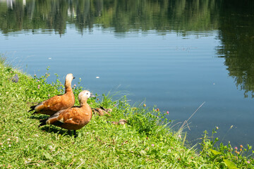 Family of ducks with ducklings on the lake on a summer day