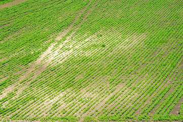 Rural landscape, green field sown with soybeans on a summer day in Ukraine