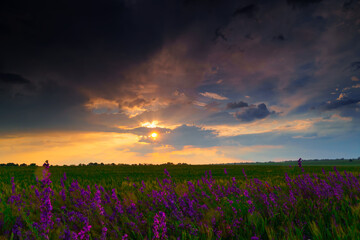 beautiful summer landscape at sunset, wheat field with wild flowers, colorful sky and sunlight through the clouds