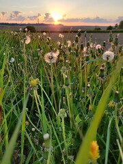 summer sunset in the dandelion field
