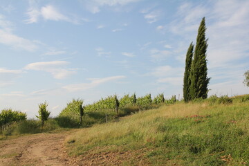 Fototapeta premium Toscana