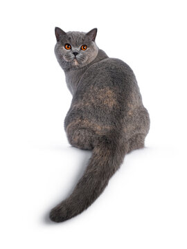 Fabulous young adult blue tortie British Shorthair cat, sitting backwards on edge. Looking over shoulder towards camera with big orange eyes. Isolated on a white background.