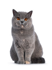 Fabulous young adult blue tortie British Shorthair cat, lsitting op facing front. Looking towards camera with big orange eyes. Isolated on a white background.