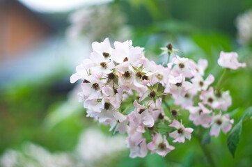 Delicate,beautiful, pale pink rosehip flowers with large yellow buds bloomed in the garden. Flowering bush Rosa majalis, Rosaceae